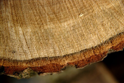 Querc workshop detail