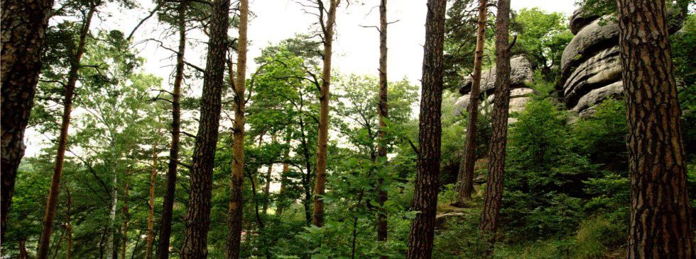 Selected timber